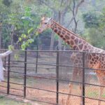 Pawan Kalyan Adopts Giraffes at Vizag Zoo